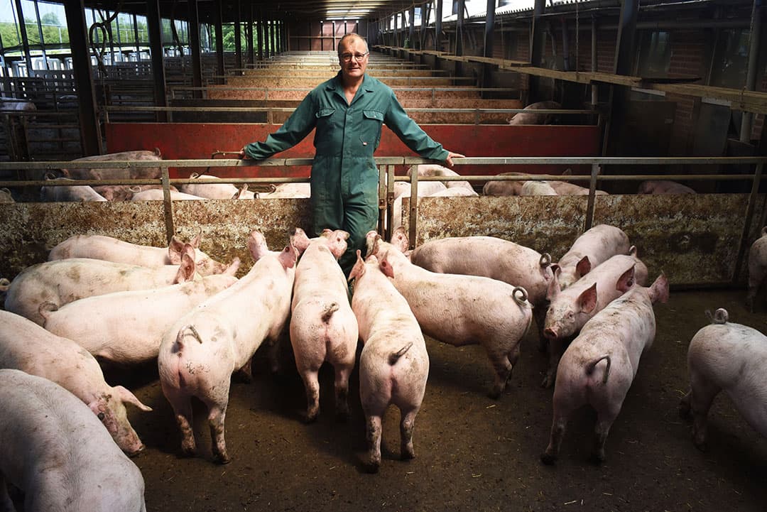 Angelo Knuit (links op de foto) leest zijn Markies-pootaardappelen samen met Ben Paauwe (met muts) en Rinus Rijk. Ze zijn voor zowel consumptie- als pootgoedteelt. Knuit haalt er de gebruikelijke ongerechtigheden uit. Niks bijzonders. Ik lees wel wat ruimer dan normaal. Misvorm en andere uiterlijke gebreken zijn voor eigen teelt nog prima geschikt. Volgende week zit het sorteren erop. Knuit heeft dan 2,5 week min of meer als een mol geleefd: s ochtends in het donker het hok in, heel de dag binnen, en s avonds in het donker er weer uit. Zo is het wel, maar ik heb er weinig last van. - Foto: Anton Dingemanse
