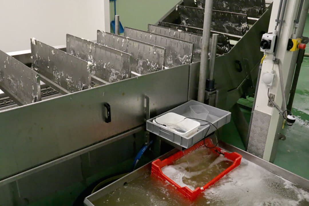 Met schoepenband wordt het product door een retentiebad geleid. Dit is een continue productielijn met een opbrengst van 1.100 kilo per uur.