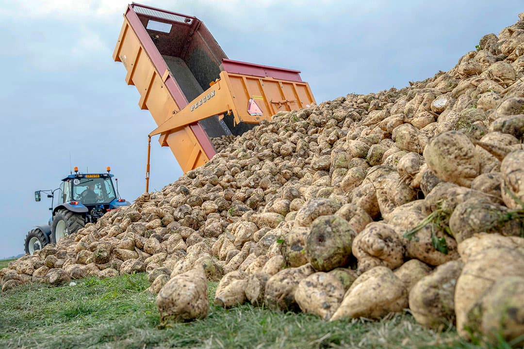 Loonbedrijf Feunekes-Speelman M. 06 - 50511147 is met vier rooiemachines bij Boelo Tijdens uit Drieborg M. 06 -11915095 een perceel suikerbieten groot 12 ha aan het rooien. Het is een mooi gezicht 3x zes rijen en 1x 12 rijen, dus 30 rijen per slag worden er gerooid. Ook rijden er vier kippers bij om de suikerbieten aan de hoop te storten. De suikerbieten zijn voor dit groot en er zal een mooie opbrengst komen, maar niet zoveel als vorig jaar, het suiker percentage is tussen de 17 19% en het tarra percentage is veel lager dan vorig jaar dat is in het Oldambt tussen de 6 8%. Met vriendelijke groet, Koos v.d. Spek