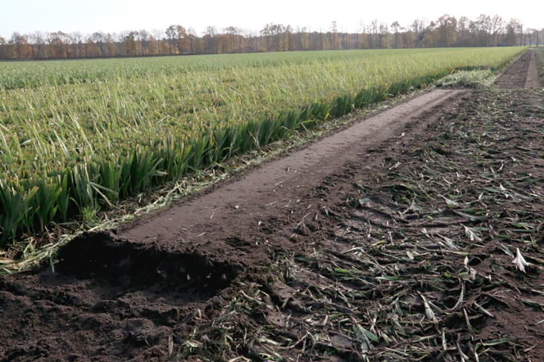 Om een goed product te krijgen is dit perceel tijdens de droogte regelmatig beregend. Aan de lengte van de wortels is te zien dat deze achter het vocht aan de diepte in gingen.