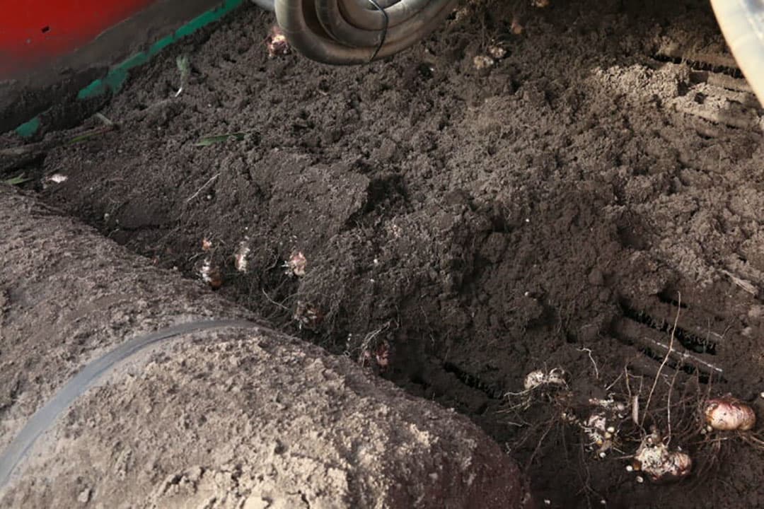 Aan het begin van het verwerkingsproces komen de bollen op een rollenbaan waar de pellen worden verwijdert, daarna op een pelmachine waar de wortelpruiken eraf gaan. De bollen gaan over 2 pelmachines.