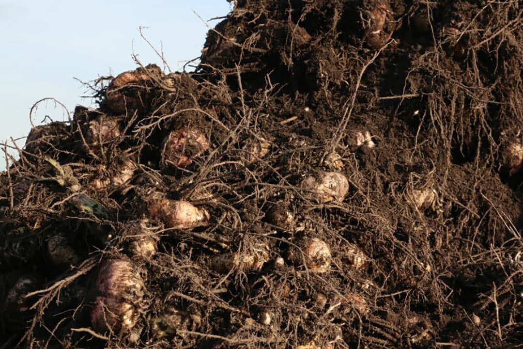 De kisten en kratten met gladiolen staan klaar voor levering aan de klant.