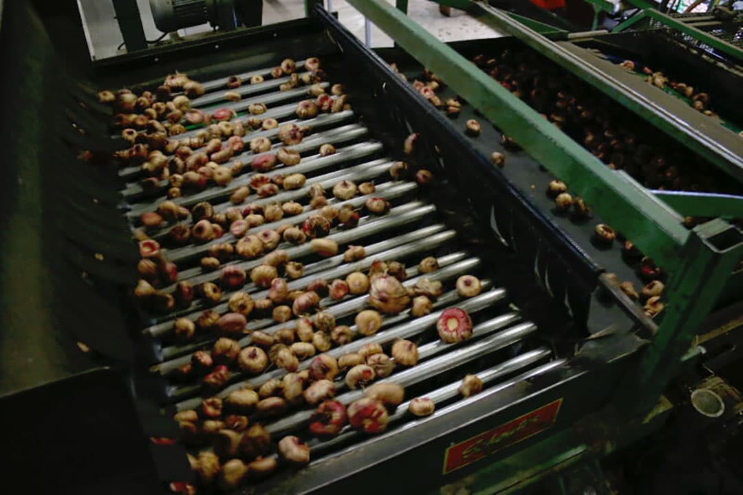 De kisten met bollen worden nog nagespoeld. Rechts staan de gespoelde kisten met inhoud. Deze staan iets schuin om ze beter uit te laten lekken.