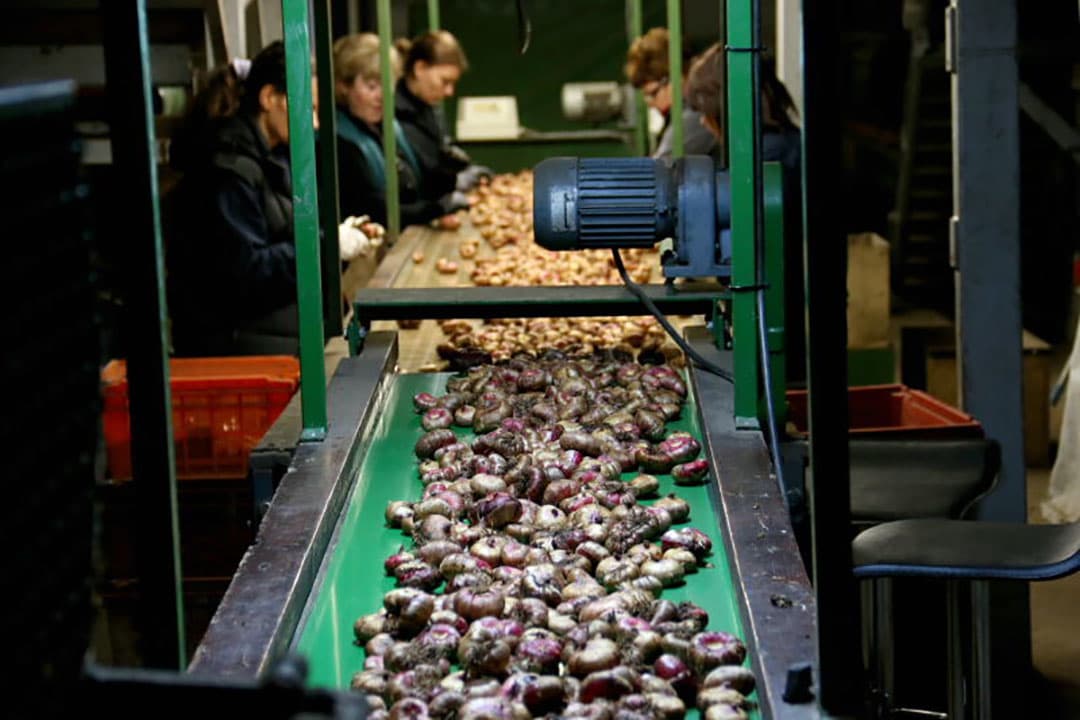 Na het scheiden van de grond en kraaltjes gaan de bollen naar de spoeltrommel en vervolgens via zeef- en transportbanden in kisten.