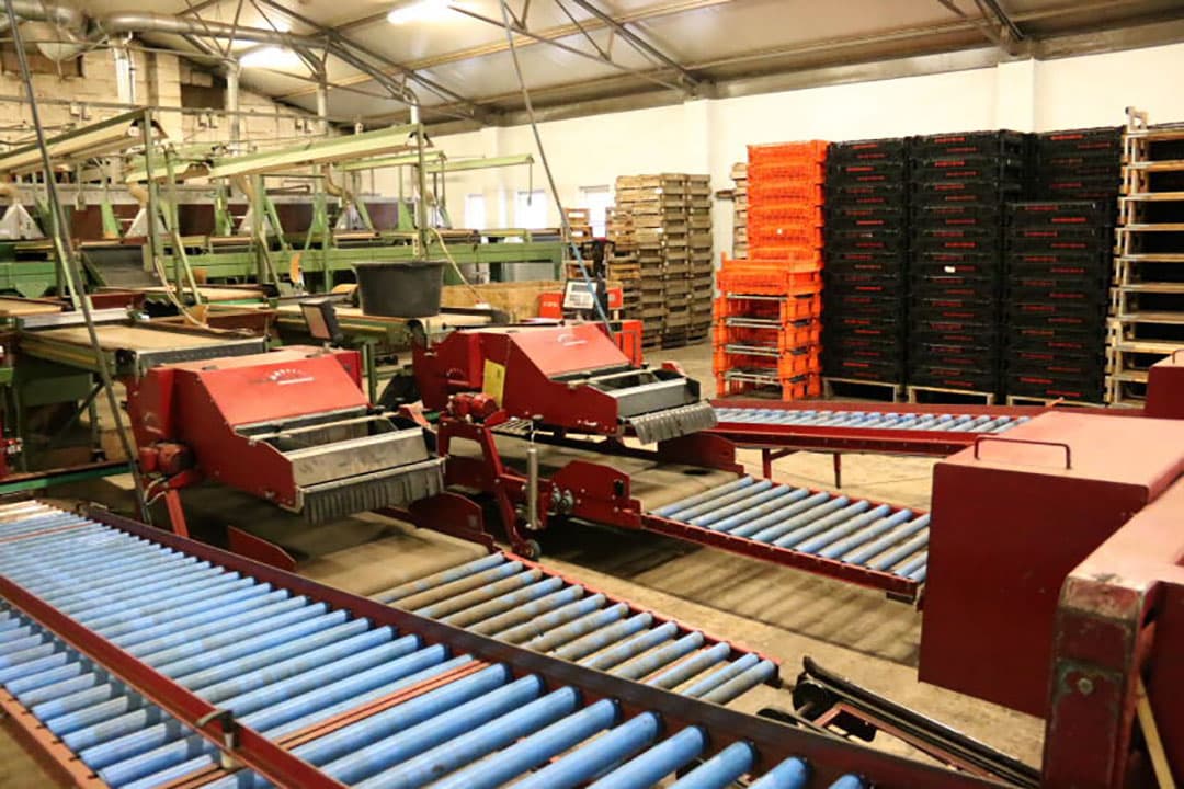 Loonbedrijf Dekker-Haartsen rooit in de omgeving van Rucphen (N.-Br.) met een aangepaste bunkerrooier gladiolenbollen voor Steketee Yerseke BV. Dit bedrijf is gespecialiseerd in de teelt, verwerking en handel van bloembollen en plantuitjes. - Foto's: Anton Dingemanse