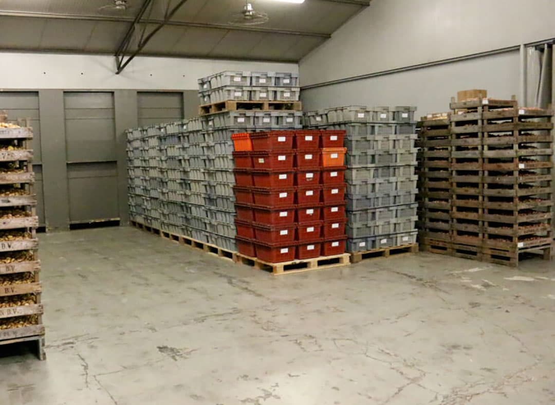 Voor het rooien wordt het loof van het gekopte gewas geklapt en van de knollen losgetrokken. Gladiolenbollen zijn botanisch gezien knollen omdat ze uit een vruchtlichaam bestaan en niet zoals bijvoorbeeld tulpenbollen uit rokken.
