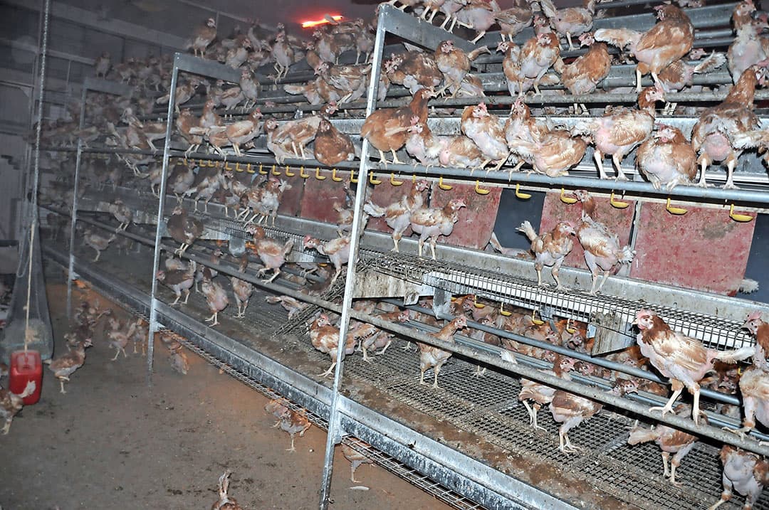 Ondanks afleidingsmateriaal verergerden de veerbeschadigingen en wondjes bij de onbehandelde hennen. - Foto: Proefbedrijf Pluimveehouderij