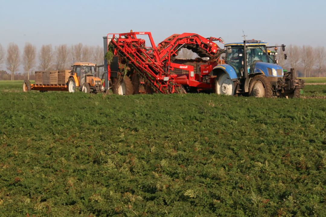 De grond is nog dermate stevig dat het rooiwerk nauwelijks van invloed is op de bodem. Alleen de losse grond van de ruggen levert een wat rommelig beeld op.