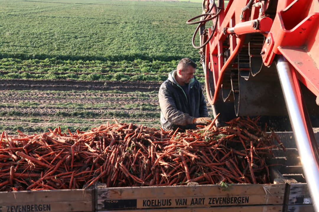 De peen gaat in kisten en die worden vervolgens naar het overlaadpunt bij de weegbrug gebracht, waar de ze op de vrachtwagen gaan voor transport naar de afnemer.