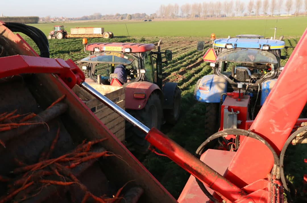 Dit perceel in de buurt van Aardenburg levert over het algemeen een goede kwaliteit peen op, zoals het product in de klemband laat zien. Andere percelen in Zeeuws-Vlaanderen, met name laat gezaaide, laten ondanks beregenen met aangevoerd water een duidelijk minder beeld zien.