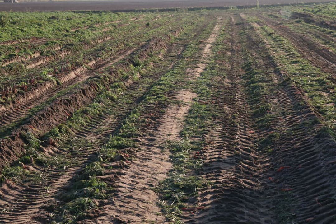 De snackpeen wijkt door zijn lengte en omvang af van de B-peen. Links een snackpeen van goede lengte en omvang, een beetje krom is niet erg. De penen in de hand zijn achtereenvolgens nog te kort en te dun en helemaal rechts is nagroei, dat is tarra.