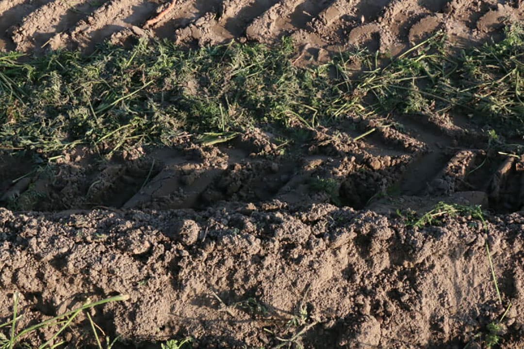 Een detail van de akker na het rooien, onderaan de gerooide rug met daarnaast het bandenspoor in de rulle grond en afgeklapt loof.