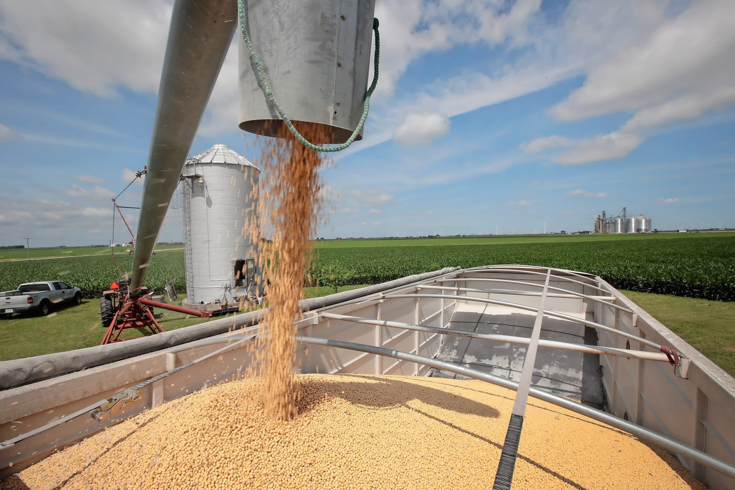 Het laden van sojabonen op een Amerikaanse boerderij. - Foto: ANP