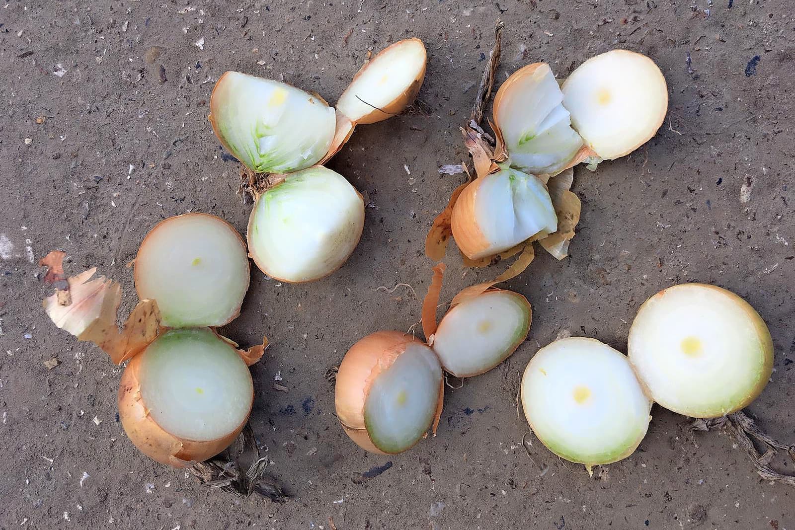 Een aantal uien uit een partij zijn doorgesneden om de inwendige kwaliteit te controlen. Hier is al vroeg in het bewaarseizoen schot aangetroffen in de uien. De uien moeten snel de schuur uit. - Foto's: De Groot en Slot
