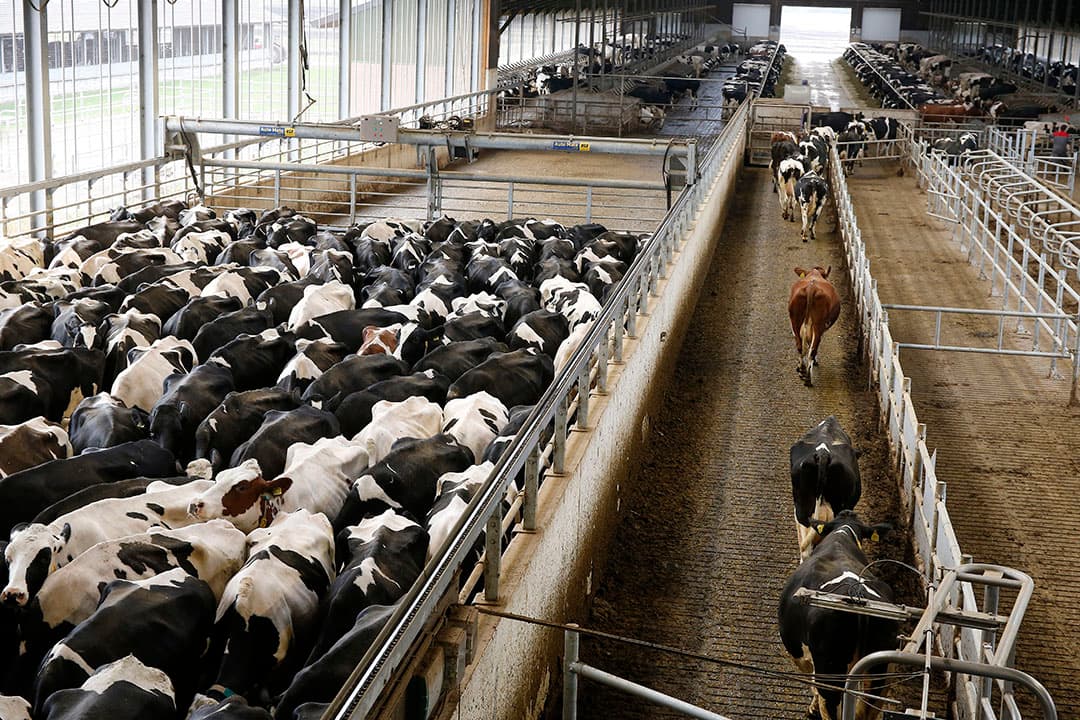 De transponder in de halsband registreert tochtigheid, wanneer de koe vreet en wanneer ze herkauwt. Op zolder liggen nog honderden halsbanden te wachten op een koe, die het bedrijf vanwege de wetgeving nu niet mag houden.