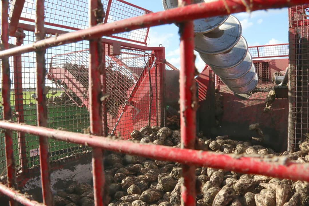 Loonbedrijf Van de Velde uit Kerkwerve rooit een perceel suikerbieten voor Thes-Agro in Burgh-Haamstede. - Foto's: Anton Dingemanse
