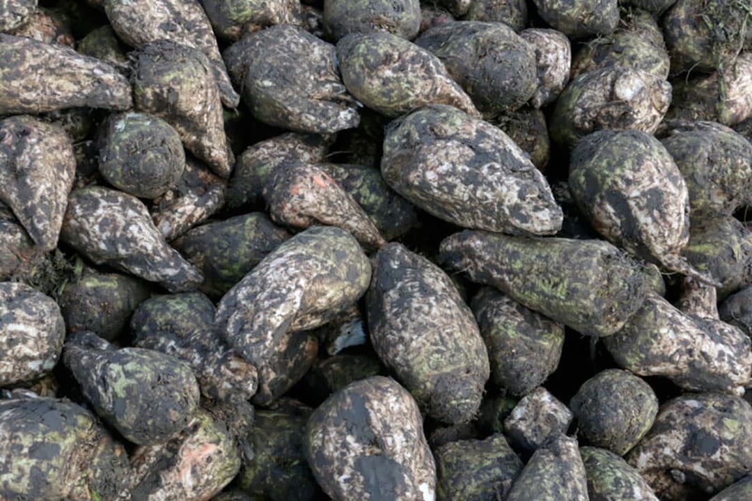 Eerder werd al een naast liggend perceel gezaaid waar dit jaar aardappelen stonden. Dat veel knollen door de droogte onder de maat waren is nog goed te zien en nu maar hopen dat het in de winter flink gaat vriezen.