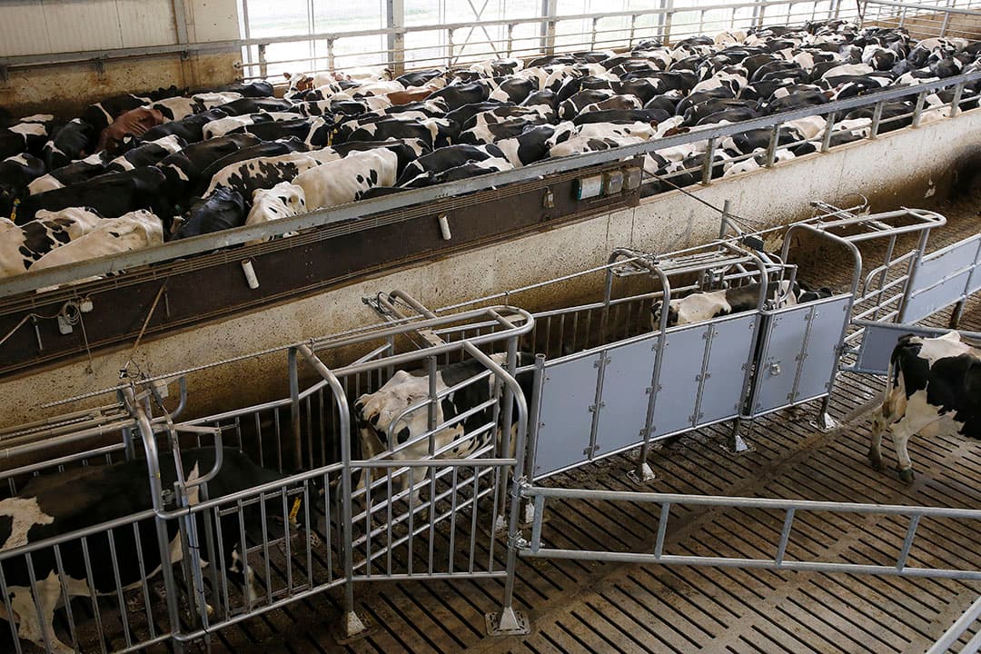 De opslag van bijproducten staat naast de plek waar de voermengwagen wordt gevuld. Hier liggen het eigen krachtvoer Vrebapiekmix, soja, een energiemix bestaande uit onder meer maismeel en bietenpulp, raapschroot en stro.