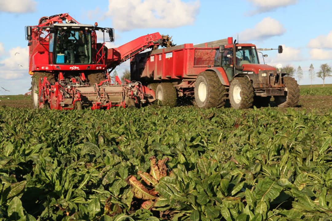 De structuur van de bodem is door de droogte goed. Het bewerken en zaaien in de pas gerooide grond levert geen problemen op. Links het gezaaide deel en rechts het onbewerkte deel. Er wordt nu 200 kilo zaaizaad per hectare gezaaid.