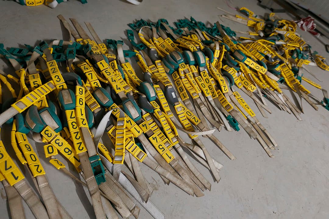 Van Bakel melkt de 2.200 koeien driemaal daags. In de nieuwe melkstal duurt dit ongeveer 3,5 uur. Eén medewerker behandelt voor, twee hangen onder. De koeien in de eerste en laatste dagen van hun lactatie gaan door de oude 22-stands carrousel.
