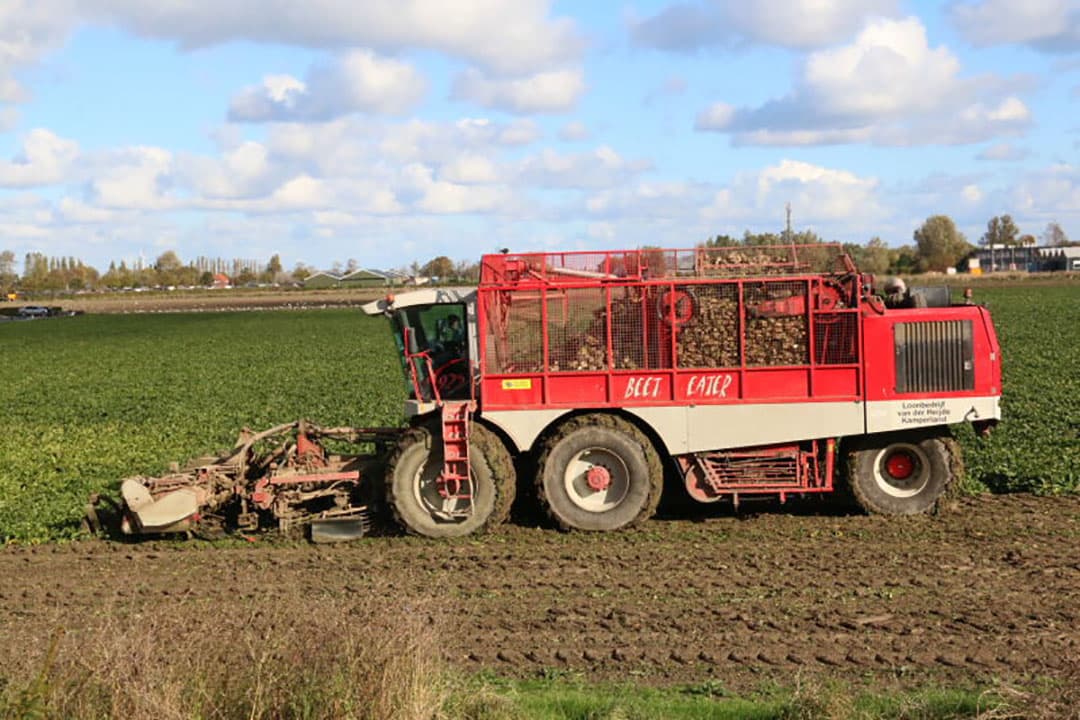 Dat was een week eerder duidelijk anders. Toen rooide loonbedrijf Van der Heijde uit Kamperland cichorei op Noord-Beveland. Om logistieke redenen had Sensus besloten dat alle cichorei op Noord-Beveland geleverd moest worden. Dit had door de redelijk zware en kurkdroge grond tot gevolg dat naast extreme slijtage van messen en scharen de rooikogellagers 8 keer vervangen moesten worden. Nu rooit Van der Heijde onder duidelijk betere omstandigheden suikerbieten voor akkerbouwcombinatie Nieuw-Kampen in Kamperland.