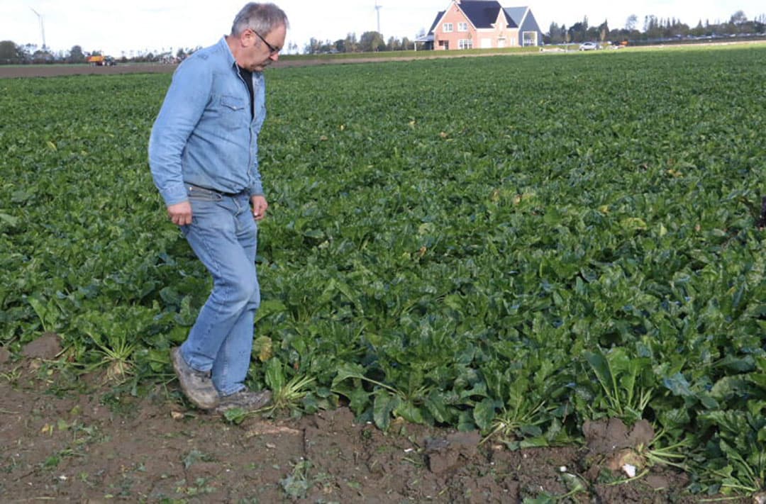 Het regenwater is inmiddels zover in de ondergrond door gedrongen dat puntbreuk nog nauwelijks voorkomt. Op de reinigingszonnen is dat ook te zien.