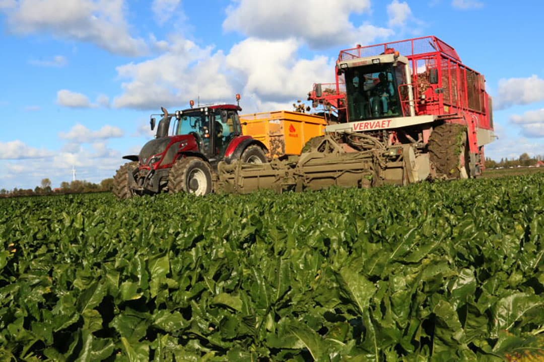 Volgens chauffeur Harry Boone verloopt het rooien op rolletjes na de regen, met 1 hectare in ongeveer 1,5 uur. Op dit perceel van 10 hectare is hij dus zo n 15 uur bezig.