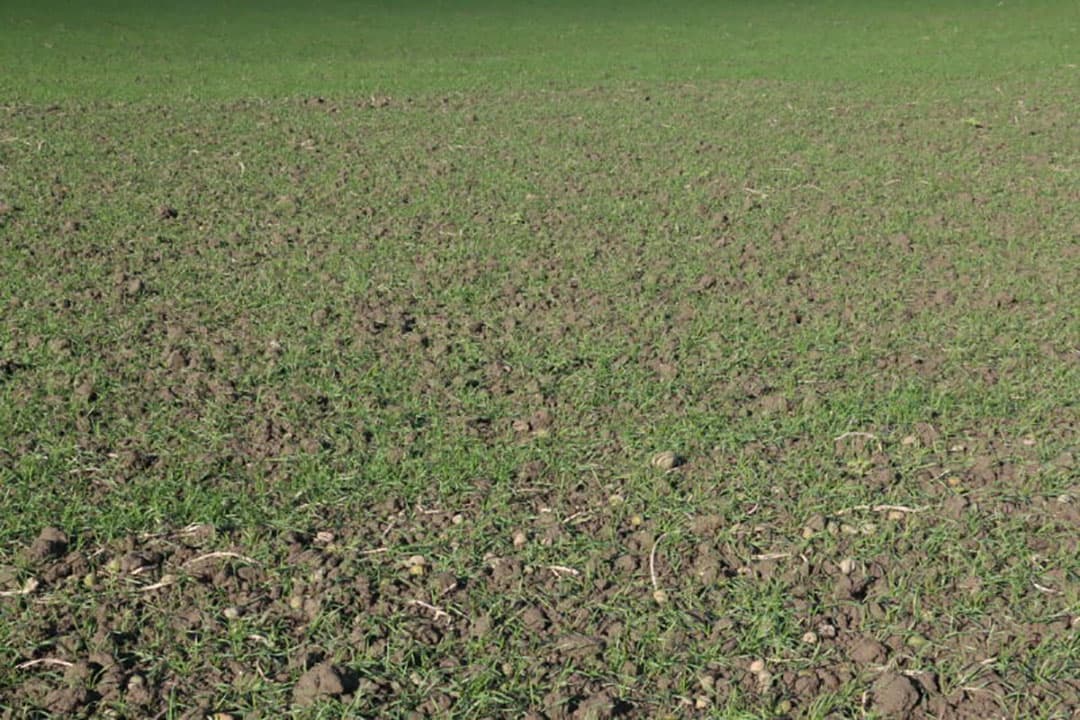De bunker wordt leeg gedraaid in de langsgekomen wagen. Omdat de losplaats in de buurt ligt, kan worden volstaan om met 1 vrachtcombinatie heen en weer te rijden.