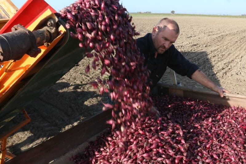 Het plantmateriaal is van een mooie kwaliteit en gaat onder goede omstandigheden de grond in.