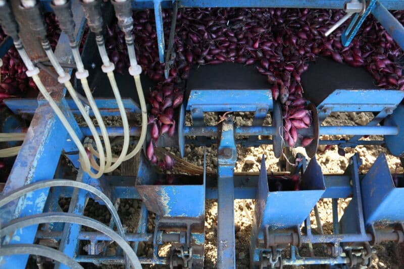 Omdat dit jaar deze Red Spring-uien voor het eerst commercieel worden geplant, komt accountmanager Peter Vroegindeweij van De Groot en Slot kijken hoe het verloopt. 7 telers telen dit ras dit jaar, nog wel op kleine schaal. Stouten plant 2 hectare en dat is ongeveer wat andere telers ook planten.