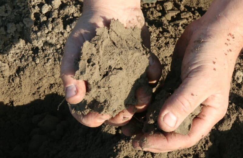 Een deel van die goede omstandigheden is het plantbed. Zoals de naam van het dorp Ovezande doet vermoeden is de bodem zandig en heeft nu dankzij de droogte een prima structuur. Links het klaargelegde plantbed en rechts het geplante deel.
