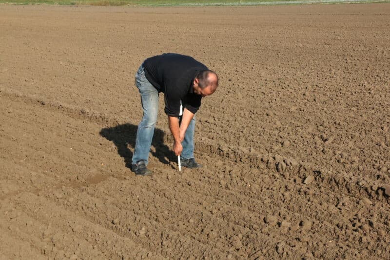 De grond waarin geplant wordt is zanderig en wordt omschreven als vroeg en vocht opgevend.