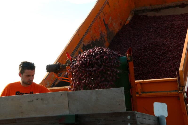 In totaal plant Stouten 8 hectare winteruien. Naast de rode ui wordt nog 4 hectare Troy geplant. In dit perceel laat De Groot en Slot een proef van 24 veldjes winteruien rassen aanleggen. Deze proeven worden op verschillende locaties in het land herhaald. Stouten markeert waar de proefveldjes komen te liggen.