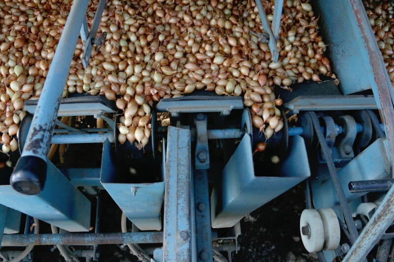 Akkerbouwer Jan Stouten uit het Zeeuwse Oosterland vult de bak van de plantmachine met een nieuw ras rode winteruien. - Foto's: Anton Dingemanse
