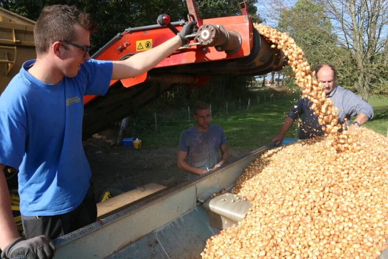Rinus Moerdijk van MSP controleert met een medewerker de plantafstand in de rij. Die blijkt hier krap 15 per meter te zijn en daarmee minder dan de gewenste 18 gemiddeld. Plantuitjes vallen niet altijd keurig in de rij, zodat elders wel voldoende kunnen liggen. Toch wordt besloten wat dikker te planten.