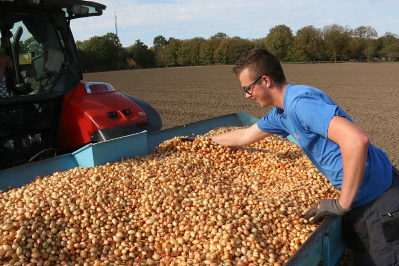 De eerste omgangen zijn geplant en de plantbak van de zeker 30 jaar oude Koningsplanter wordt weer gevuld.