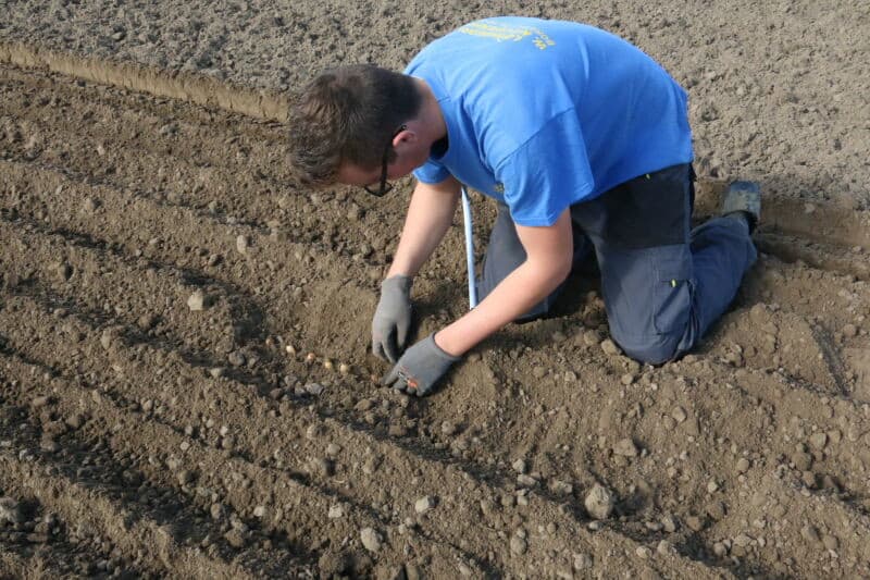 De plantafstand wordt nog even gecontroleerd. Het blijken er nu 18 tot 19 per meter te zijn, zo kan het doorgaan.