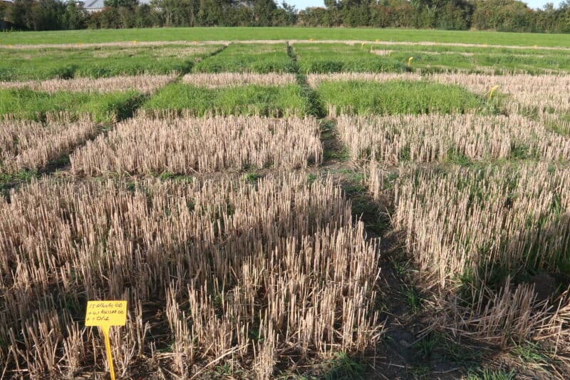 Barenbrug zoekt herbicide-resistente grassoorten