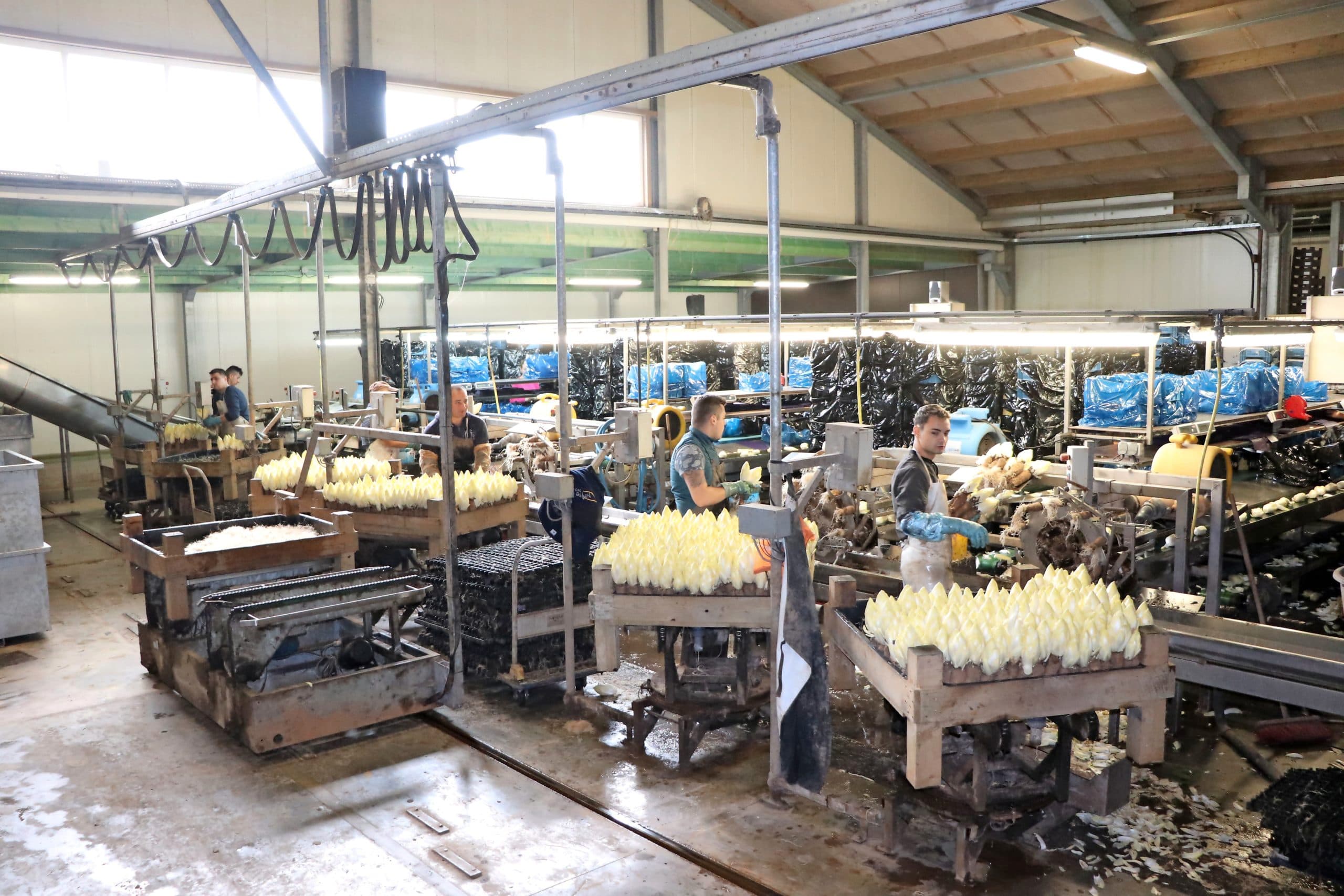 Locatie Zundert: 6 productielijnen naast elkaar, met een treintje voor de aan- en afvoer van de trekbakken. Hier wordt het standaardlof geproduceerd.