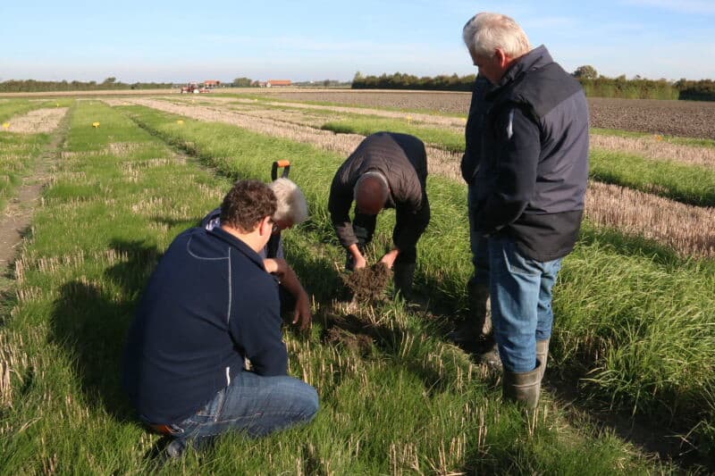 Hoewel de kropaar - in het midden - een grotere bladmassa heeft dan de roodzwenk, ligt de biomassa lager. Dit okmt doordat het blad van de kropaar meer water bevat. Aan de hand van de opgedane ervaringen brengt Barenbrug dit najaar het grasgroenbemestermengsel Proterra Select op de markt. Dit mengsel heeft door het gelijk met de tarwe te zaaien een lage kostprijs en het voldoet aan de GLB-vergroeningseisen.