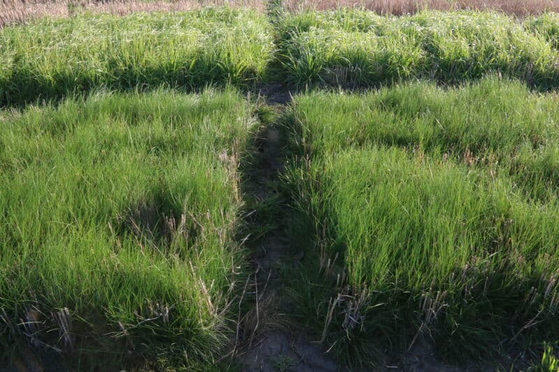 Deze veldjes zijn dit voorjaar afzonderlijk met verschillende voor graan onschadelijke herbiciden gespoten om te zien hoe het gras op de verschillende onkruidbestrijdingen reageert. Op de voorgrond de rassen rietzwenk, die laten duidelijk zien dat ze niet geschikt zijn voor groenbemesting met onkruidbestrijding. Onkruidgrassen als duist, straatgras en ruwbeemd, maar ook raaigrassen en rietzwenk zijn zeer gevoelig voor herbicidenbehandeling.