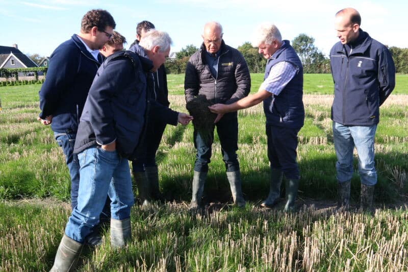 Het blijkt dat enkele rassen roodzwenk en kropaar bepaalde middelen goed verdragen en zich daarom prima lenen om als grasgroenbemester gelijktijdig met wintertarwe te worden gezaaid. Op de voorgrond roodzwenk met daarachter kropaar.