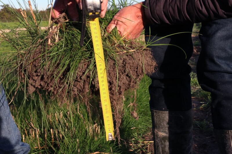 Het zaai- en spuitschema van een van de herhalingsproeven. In middelgroen de roodzwenkrassen, lichtgroen kropaar en donkergroen rietzwenk. In geel het toegepaste middel of cocktail in de corresponderende baan. Alle proeven zijn gespoten met toevoeging van 1 liter olie behalve bij Primstar in combinatie met Fox. Bij de andere herhalingsproeven liggen de grassoorten en rassen anders gerangschikt maar met dezelfde spuitbanen.