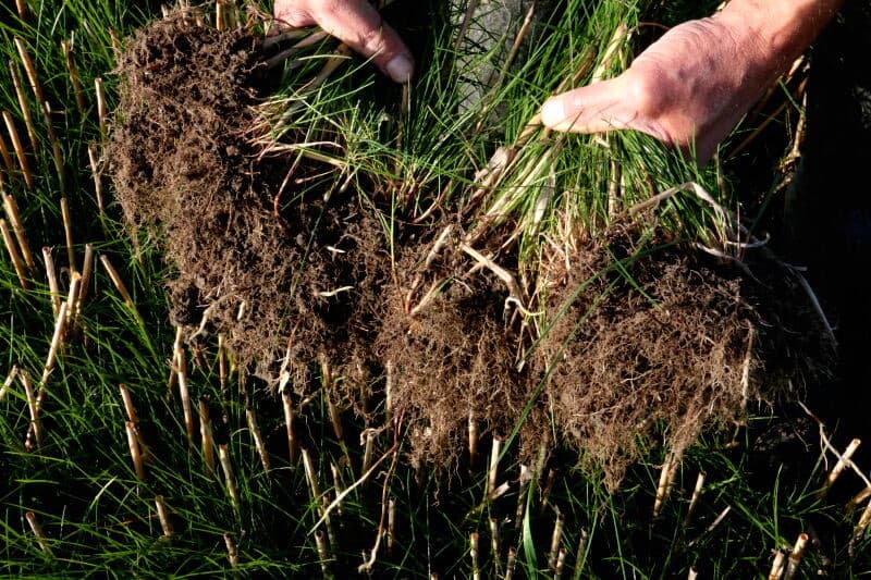 Dat wat boven de grond staat, geeft wel een goede indicatie van de productie, maar met name de wortelontwikkeling is van belang voor de bodem. Jos Maljaars heeft een graspol uitgespit en bespreekt en beoordeelt die.