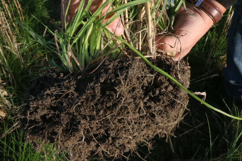 Deze pol roodzwenk laat zien dat de wortels al zeker 20 centimeter diep gaan. Deze pol is los gestoken en los getrokken zodat een deel van de fijne wortels achter zijn gebleven.