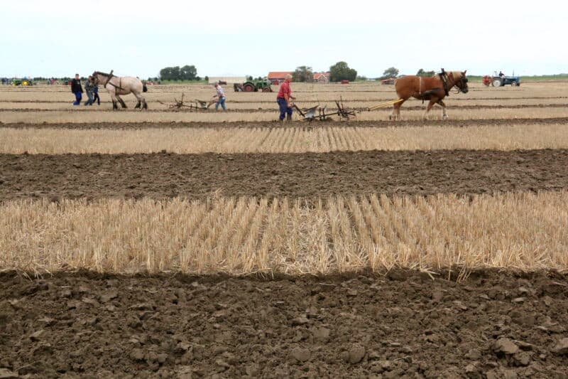 Met paardenploegen waren er demonstraties zonder wedstrijdelement. Over het algemeen deed de kwaliteit van hun ploegwerk niet onder voor dat van het ploegen met tractoren.