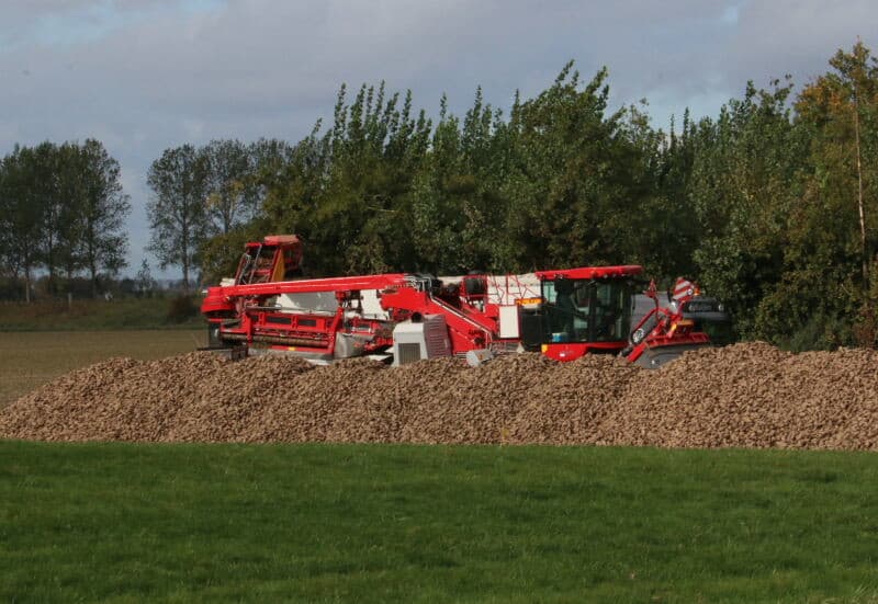 Deze cichorei is nog met relatief weinig puntbreuk op de hoop gekomen. Dat was op bijvoorbeeld Noord-Beveland wel anders. Daar was de kleigrond zo hard dat met rooien werd gestopt vanwege de forse puntbreuk en de flinke slijtage aan de rooier. Inmiddels is er regen van betekenis gevallen zodat het rooien bij een volgende poging beter zal gaan.
