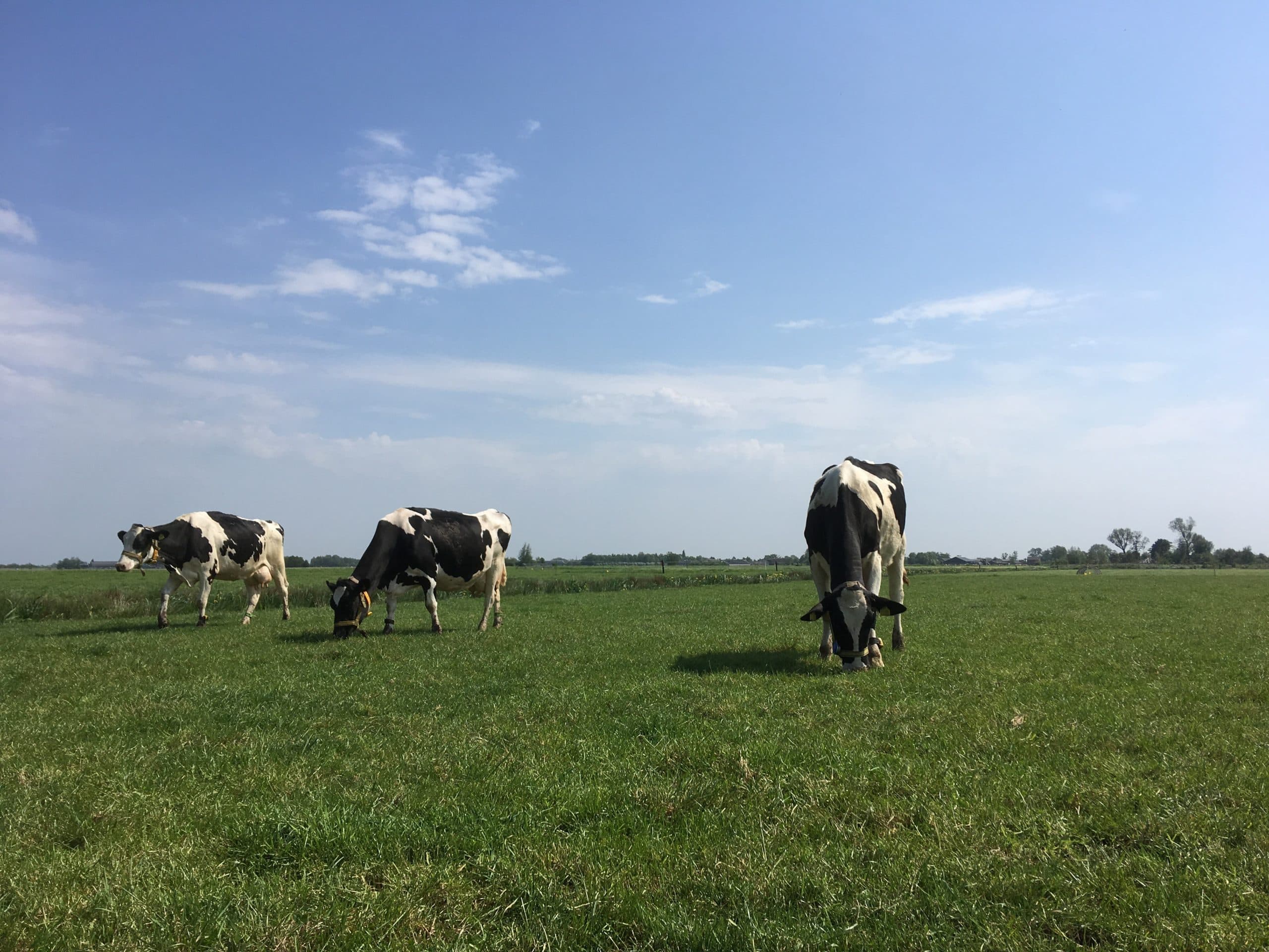 Kurzrasen op KTC Zegveld