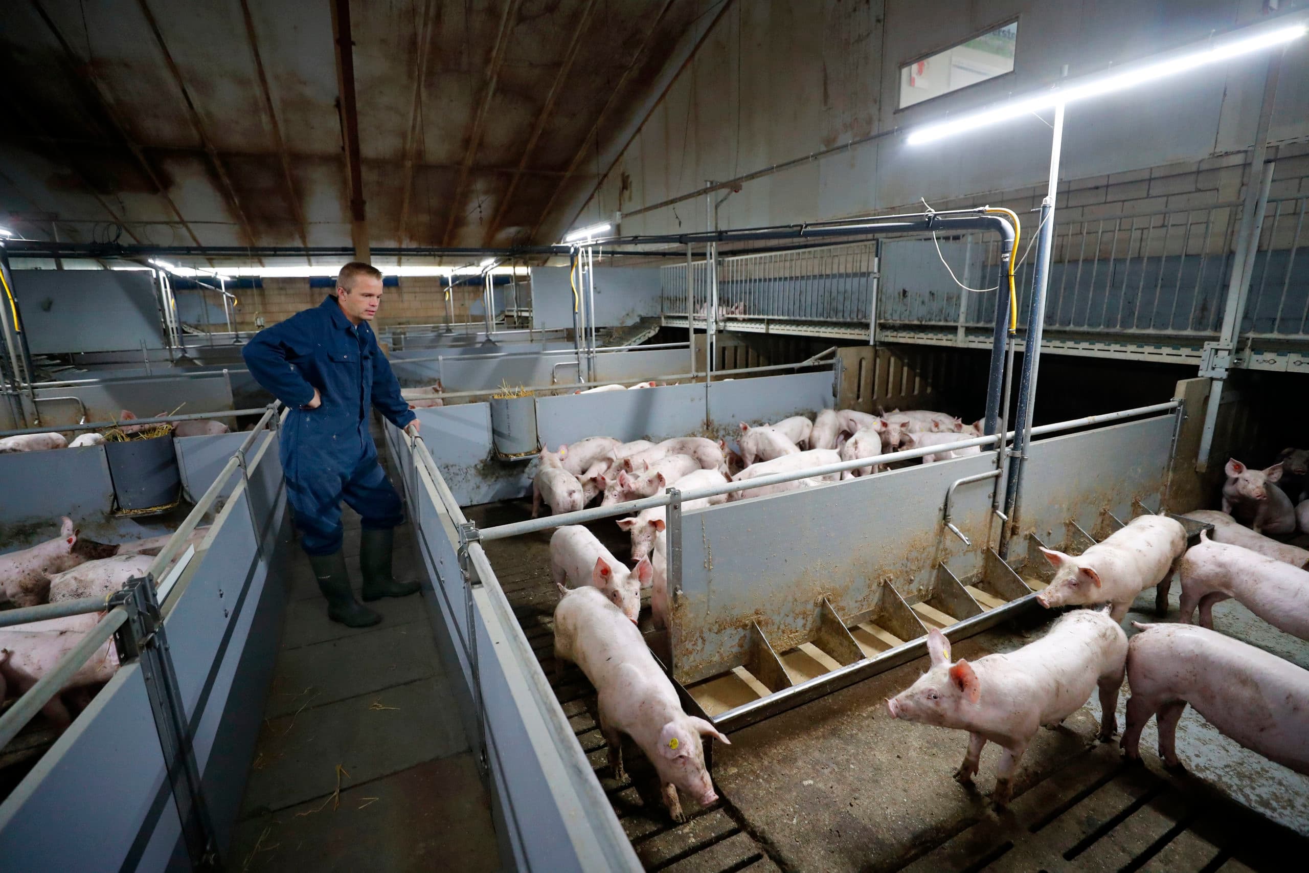 De vleesvarkens van Johan van Meer verblijven in gangbare hokken. Twee jaar geleden liepen hier nog varkens in de grote groep.