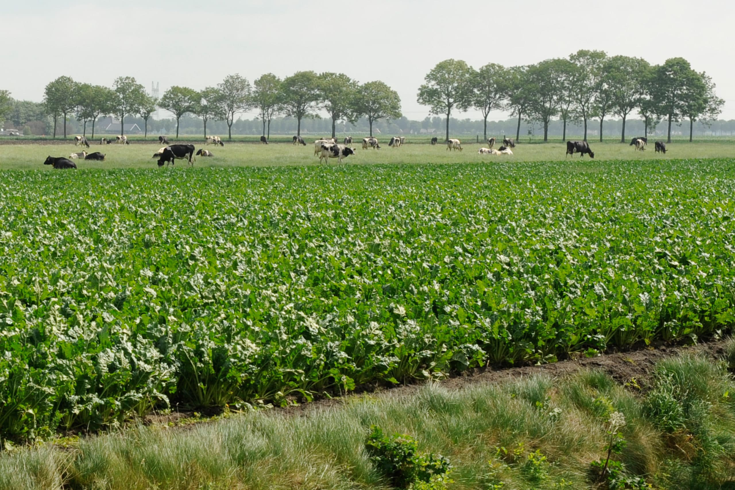 Foto: Wick Natzijl
